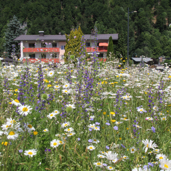 Eine Blumenwiese für jeden Garten