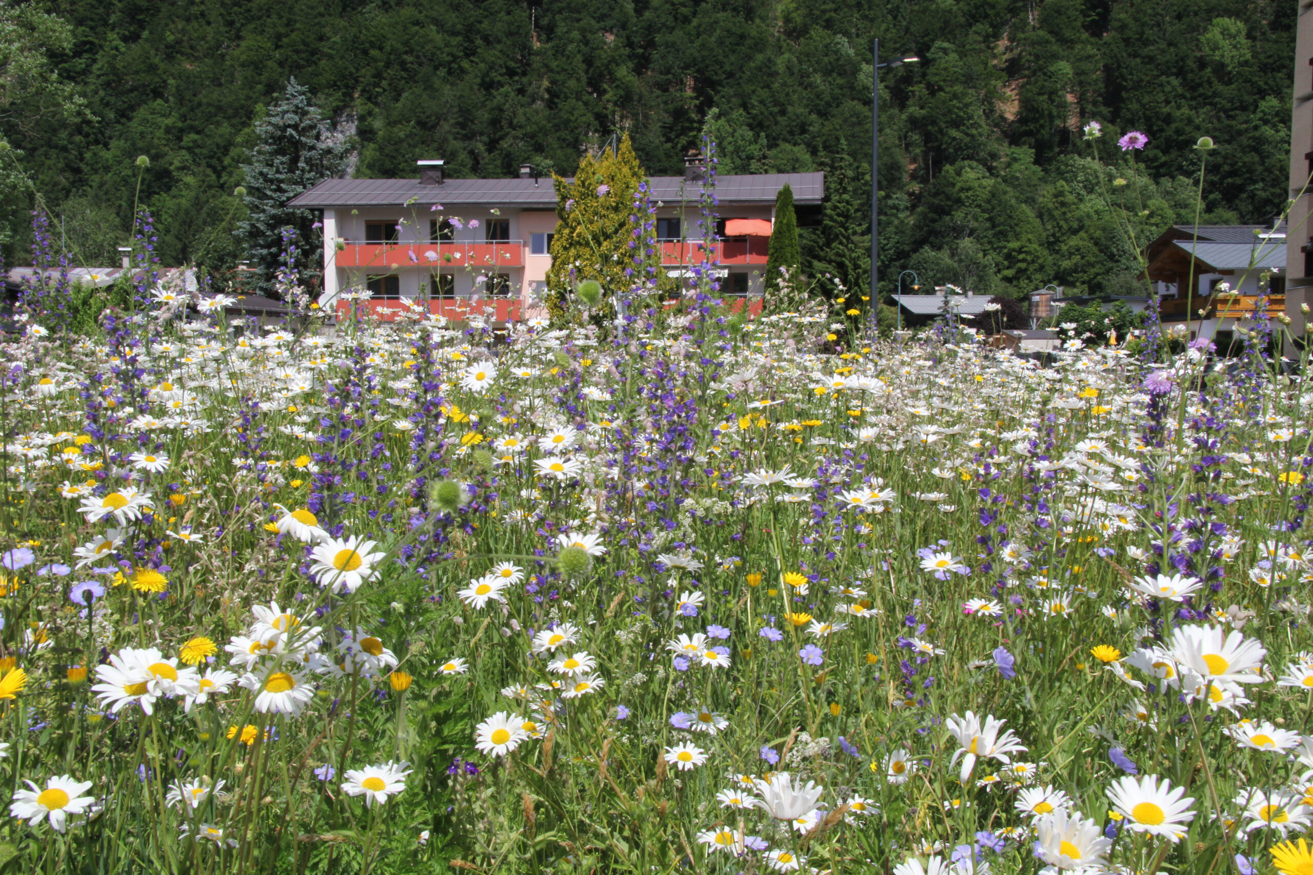Eine Blumenwiese für jeden Garten