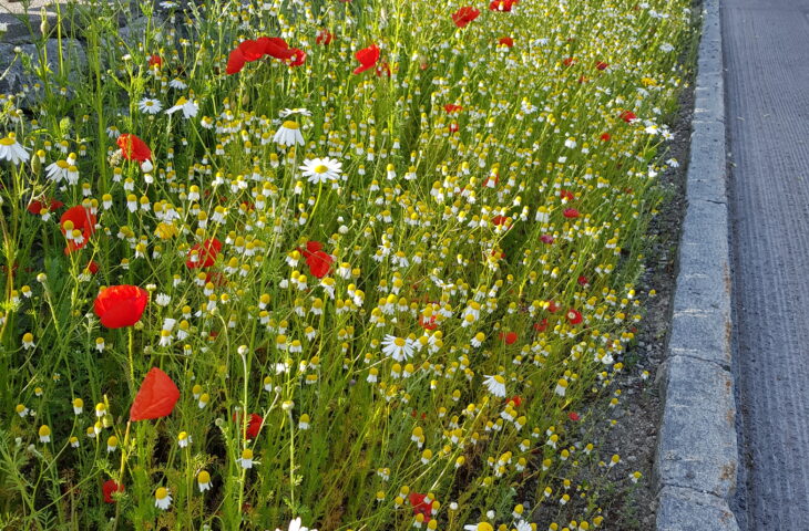 Hecken – mehr als Thuja und Kirschlorbeer, 25.09.2025