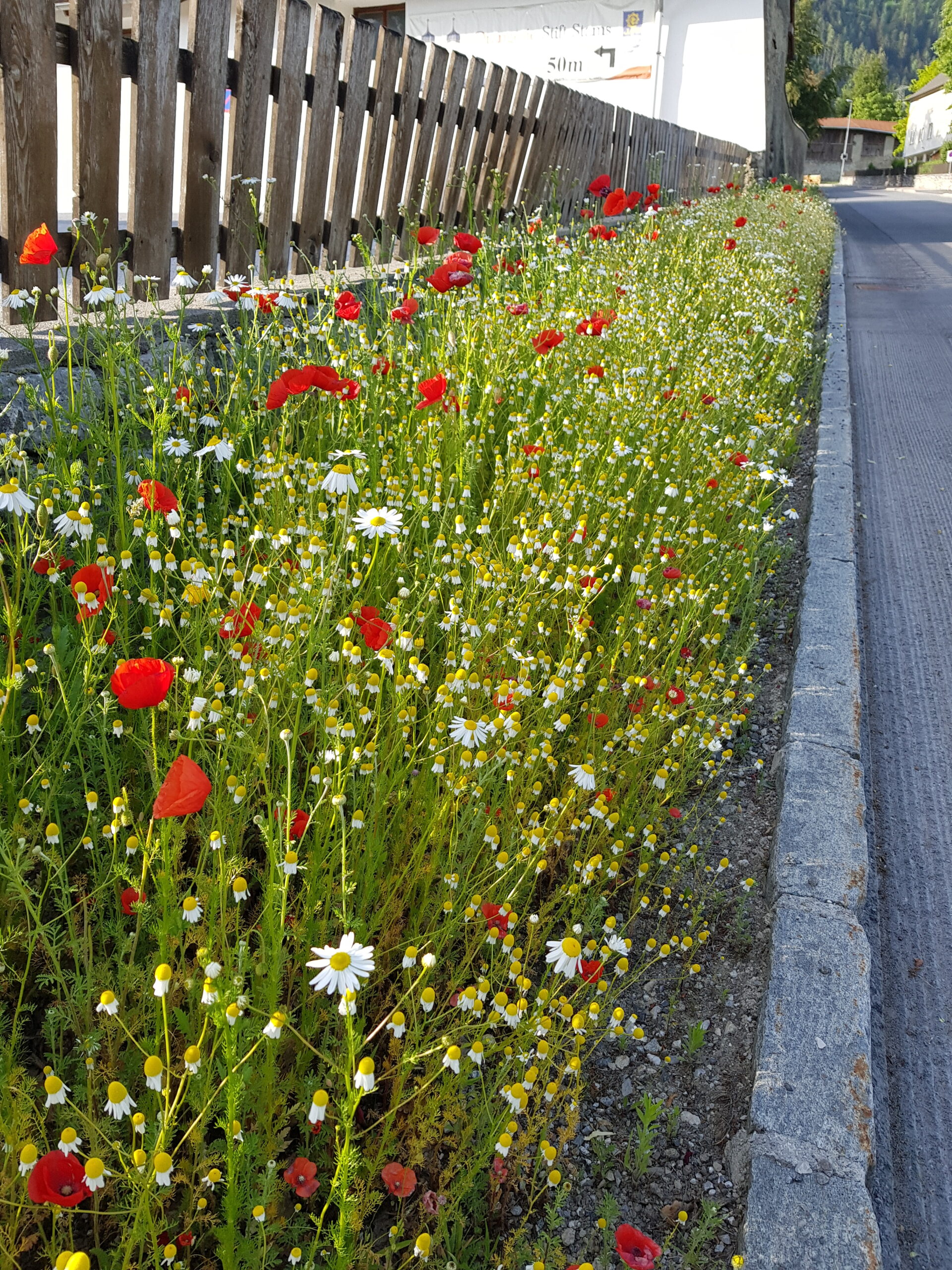 Hecken – mehr als Thuja und Kirschlorbeer, 25.09.2025
