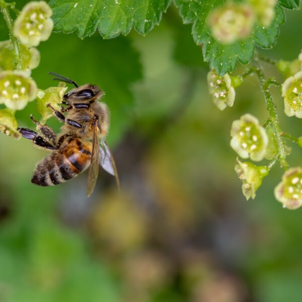 So wird mein Gartenparadies klimafit