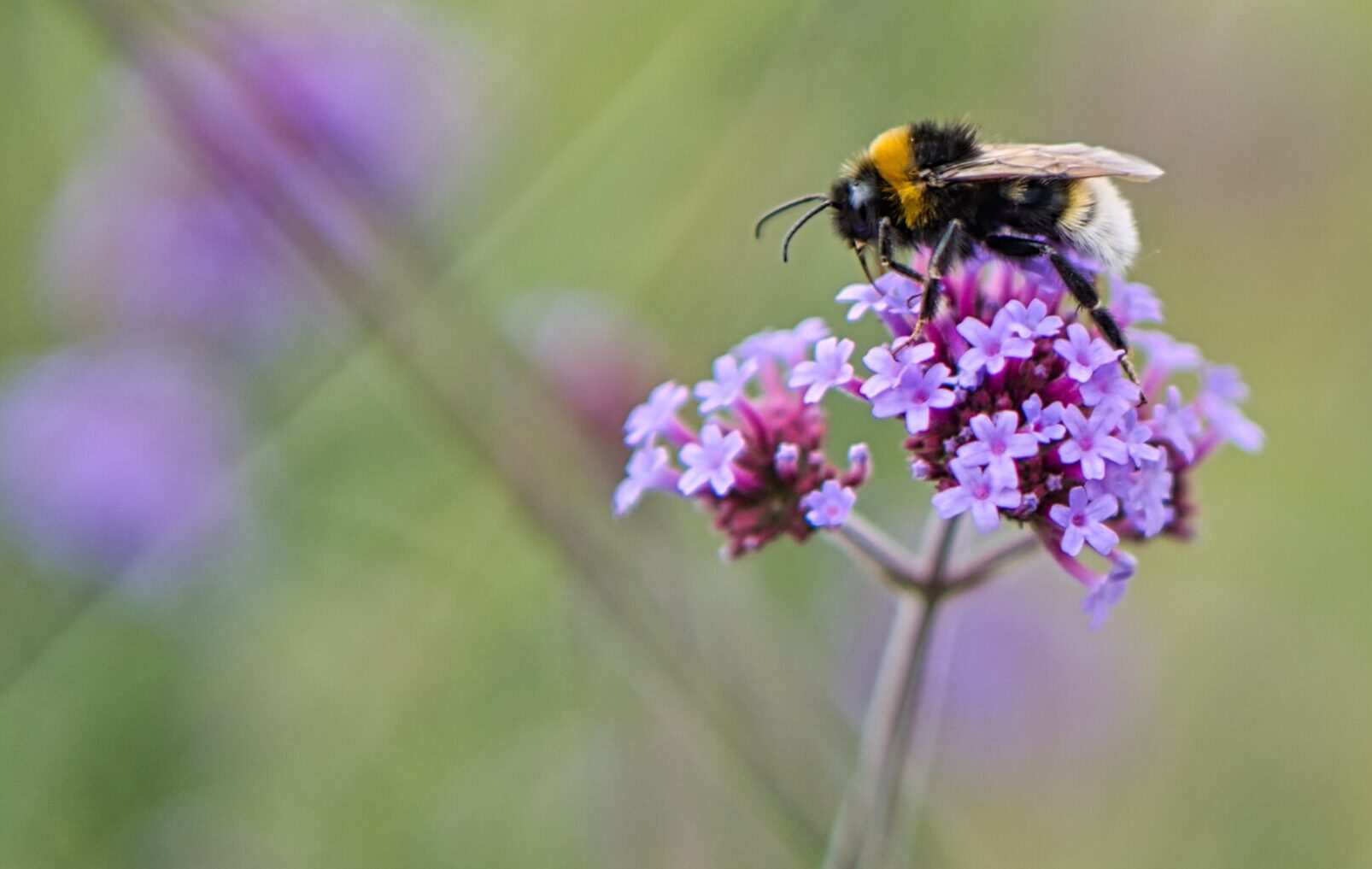 Wildbienen – Von leisen Einzelgängern bis surrenden Geselligen, 25.05.2023