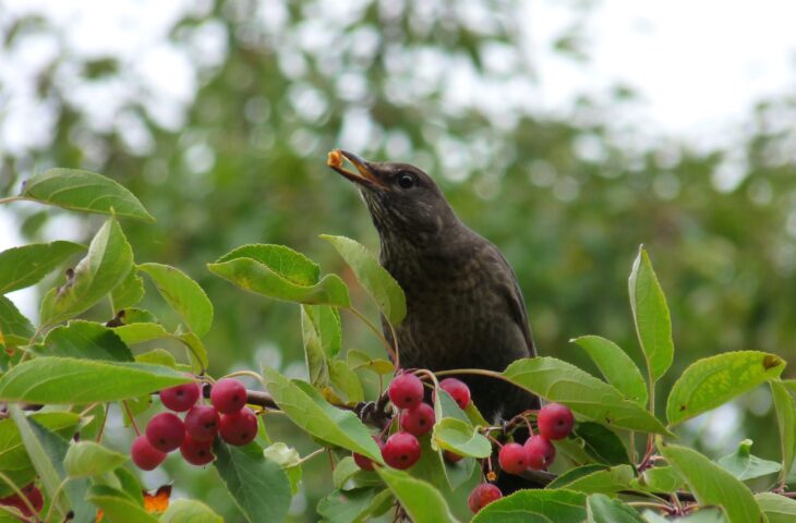 Vögel im Garten, 24.10.2024