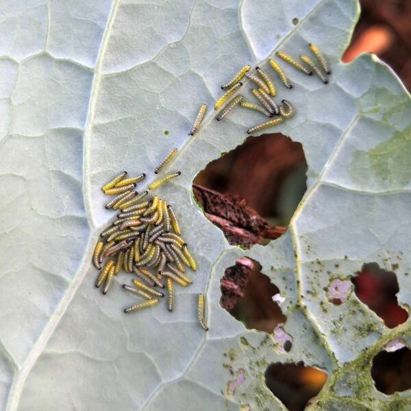 Mit Bier und Backpulver gegen Schädlinge und Krankheiten