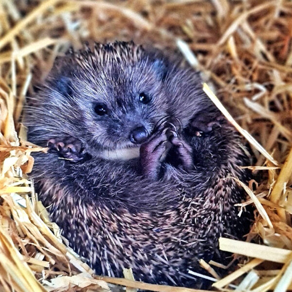 Der Igel – Dauergast im Garten