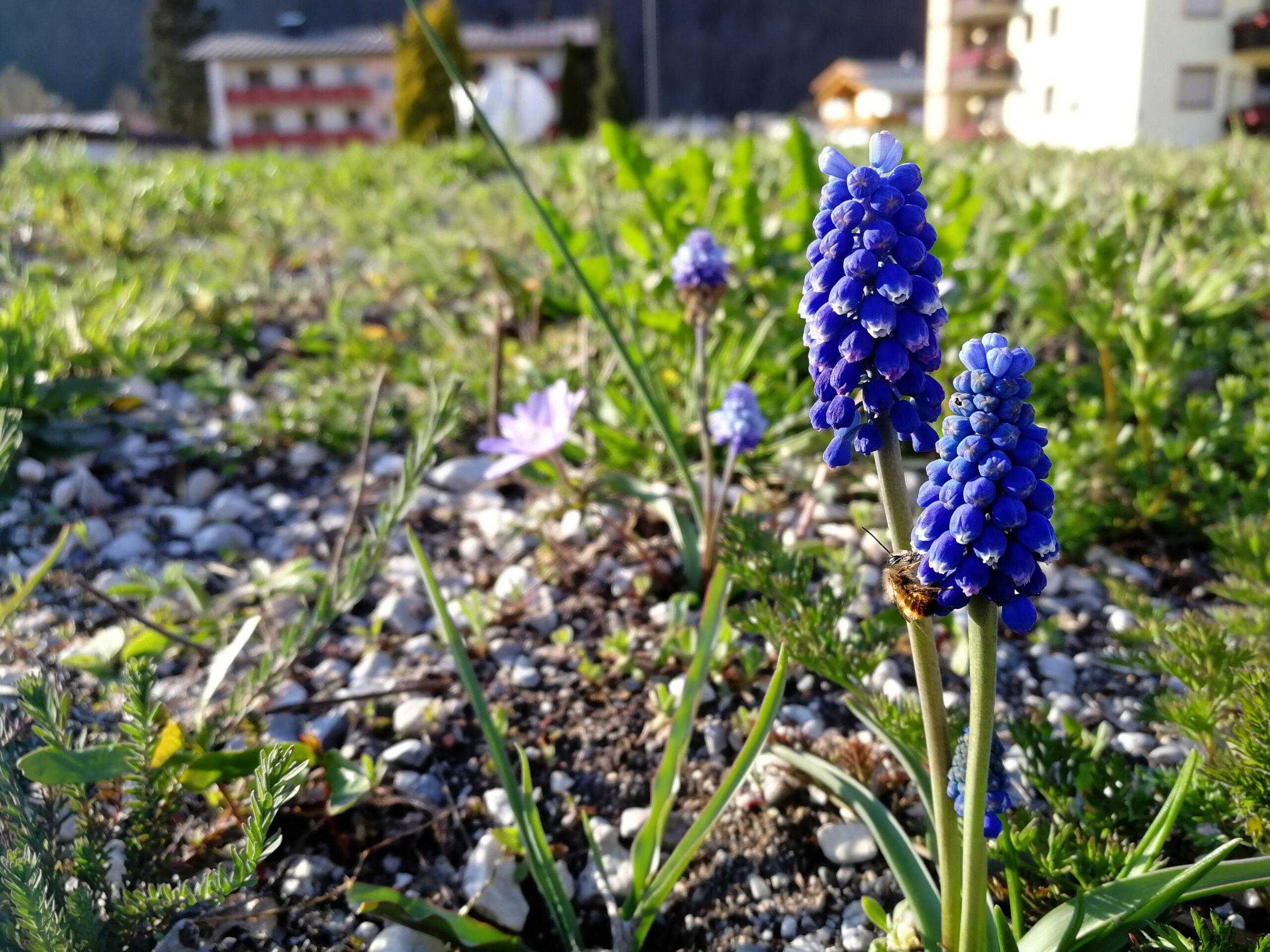 Blumenzwiebeln im Naturgarten – Jetzt an den Frühling denken, 13.10.2022