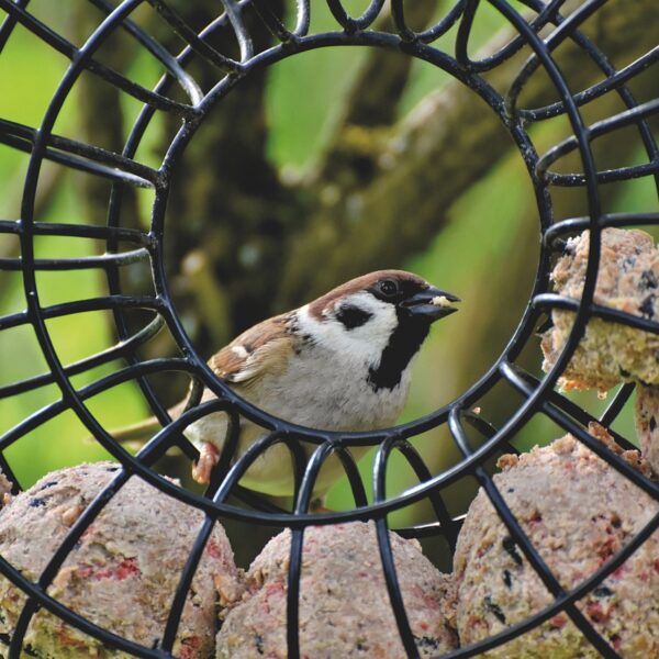 Vogelfütterung im Winter