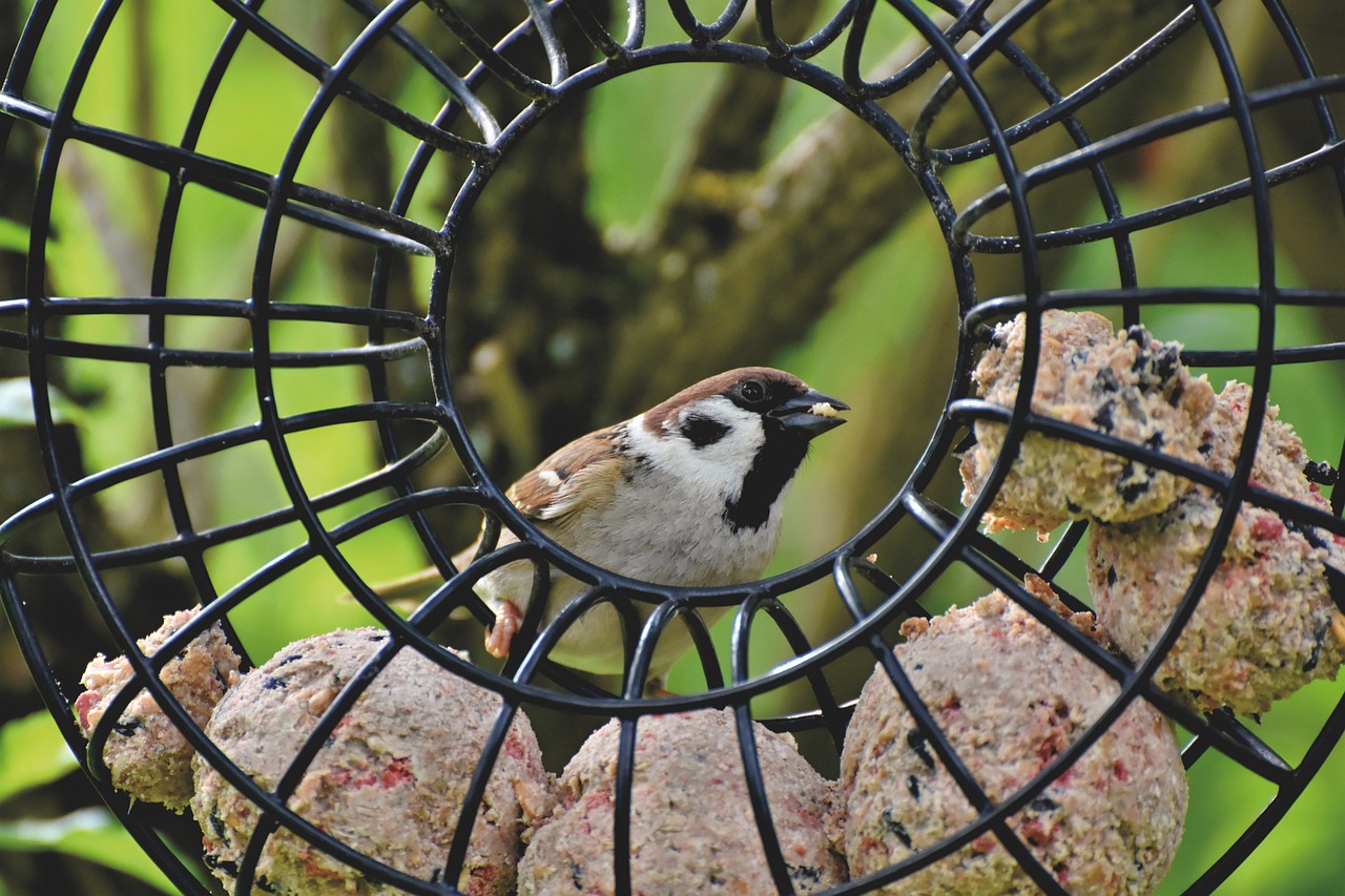 Vogelfütterung im Winter