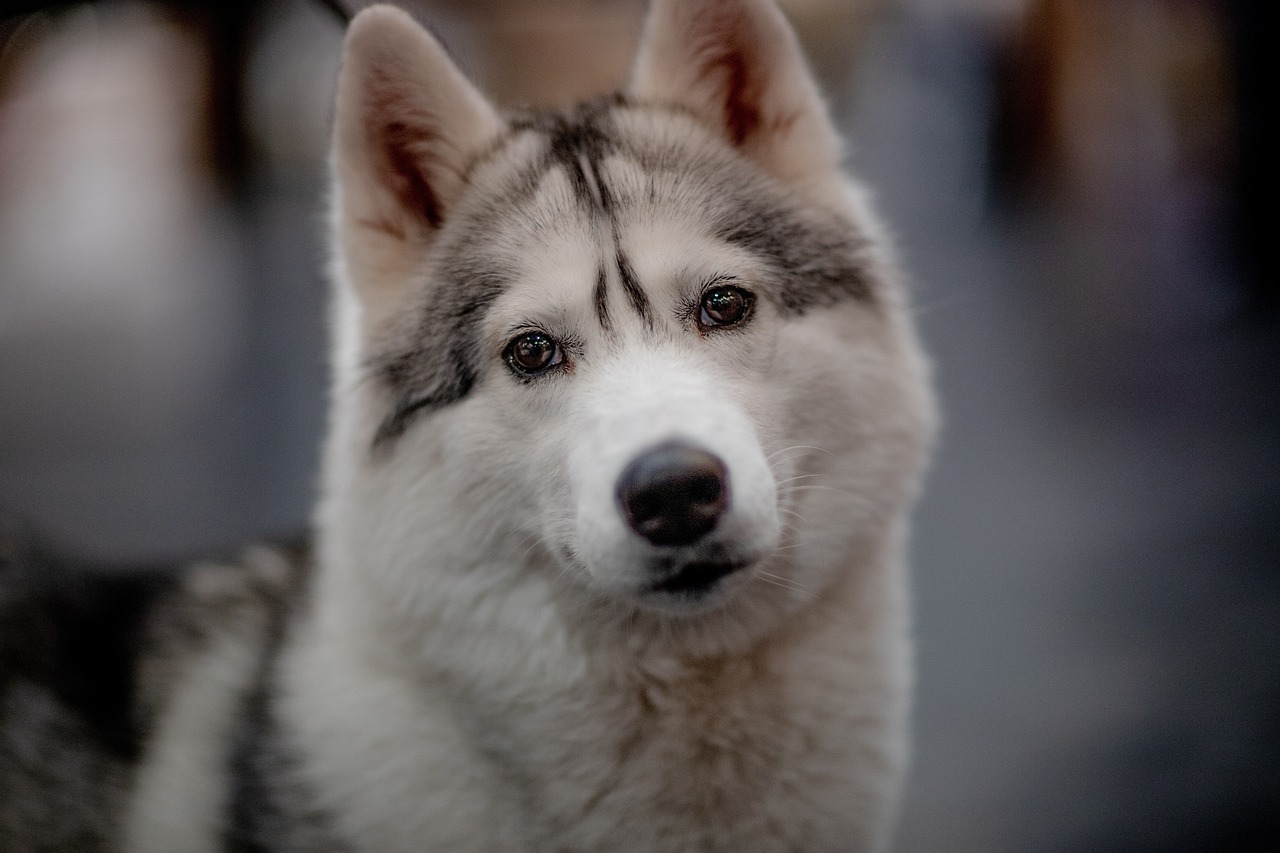 Geschichte vom Wolf zum Haushund, 17.10.2024