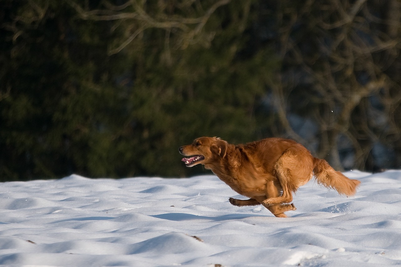 Jagdverhalten bei Hunden, Tipps & Tricks, 11.10.2024