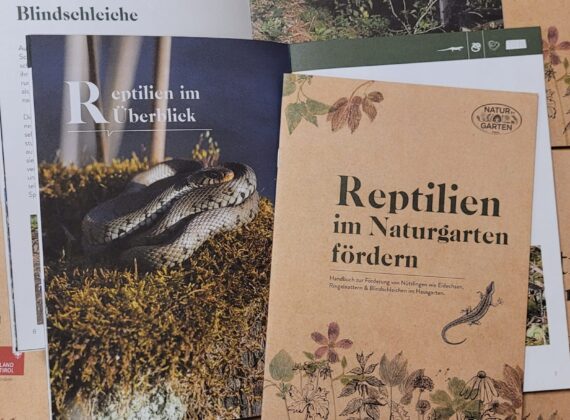 Neu: Broschüre „Reptilien im Naturgarten fördern“!