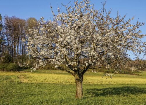 Obstbäume – pflanzen & pflegen, 27.02.2025