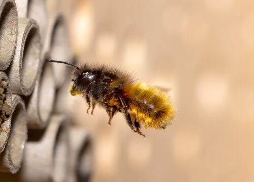 Keine Angst vor wilden Bienen, 08.05.2025