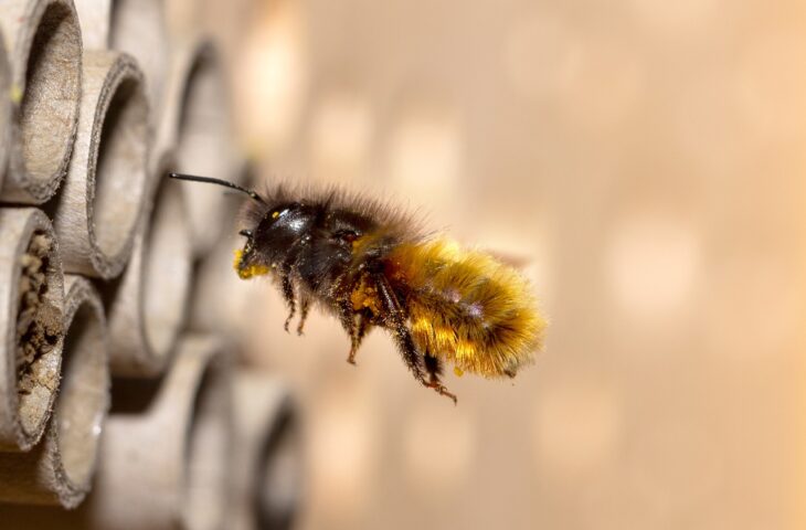 Keine Angst vor wilden Bienen, 08.05.2025