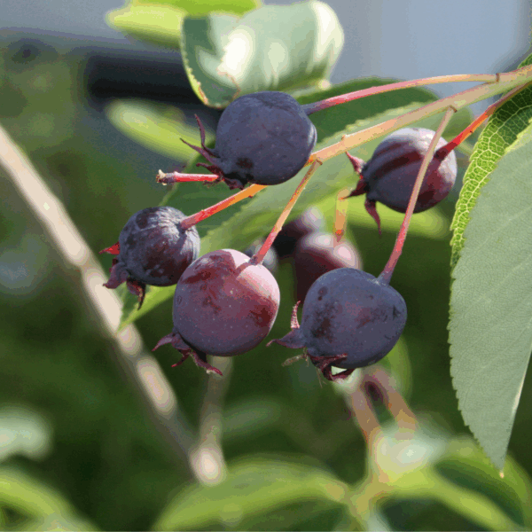 Felsenbirnen – in Tirol endlich wieder erlaubt!