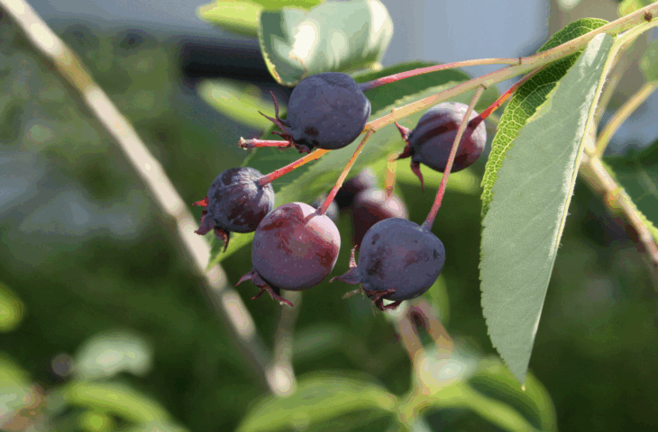 Felsenbirnen – in Tirol endlich wieder erlaubt!