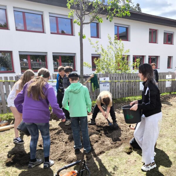 Eine Winterlinde für die Schule